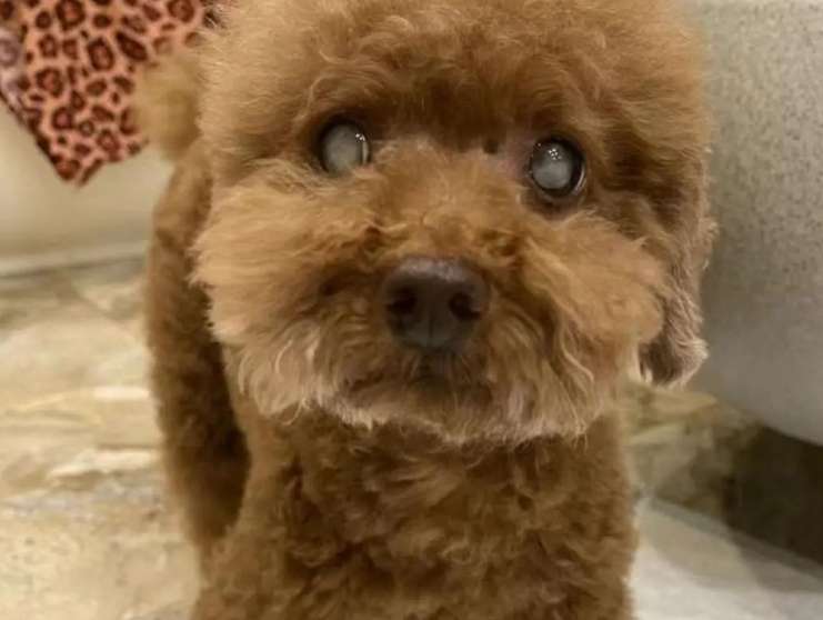 狗狗白內障眼藥水推薦