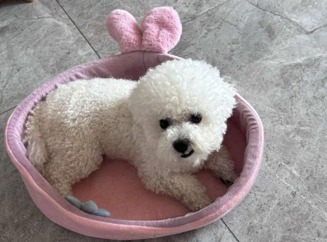 狗窩