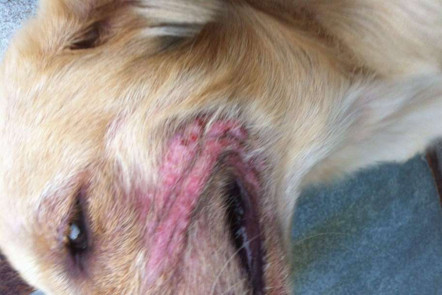 狗狗皮膚病 狗狗皮膚病