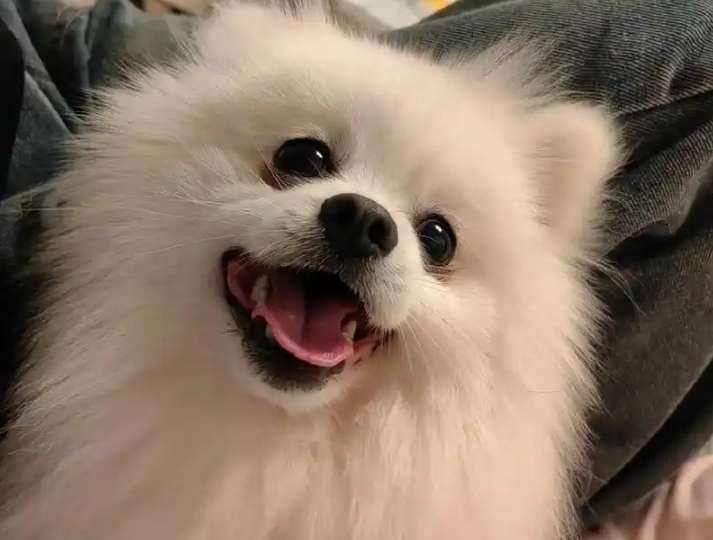 博美狗 博美狗