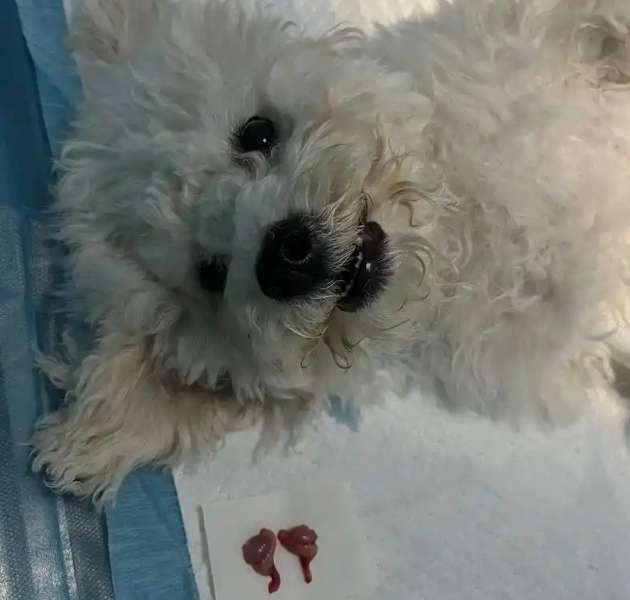 狗狗結紮費用