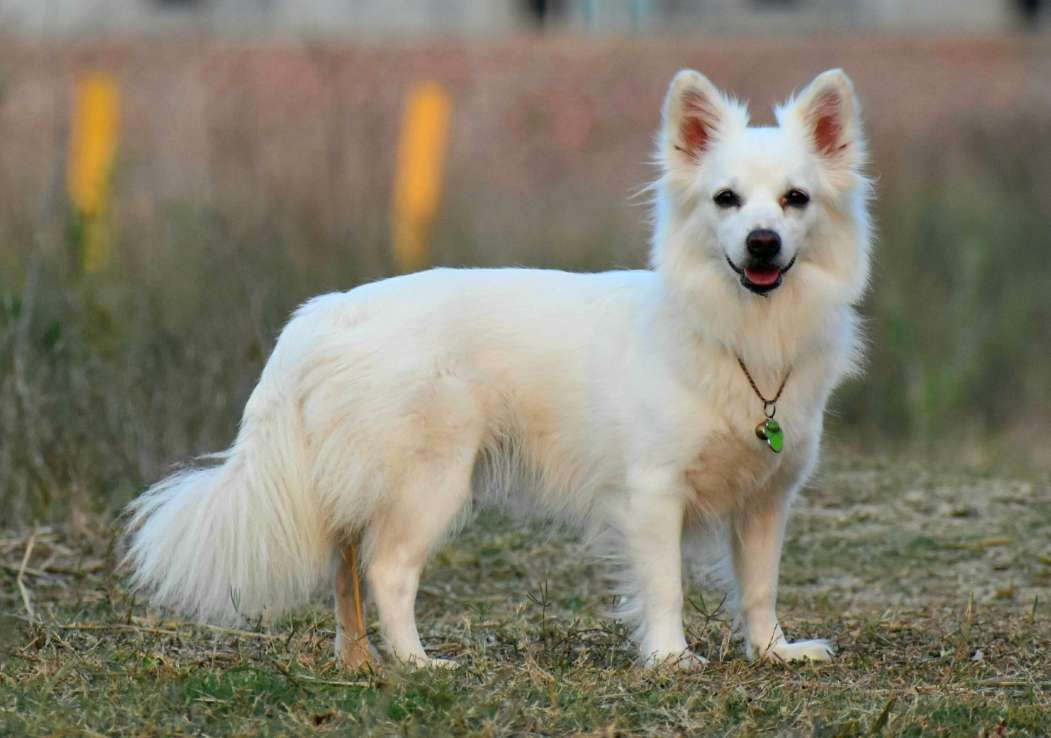 狐狸狗