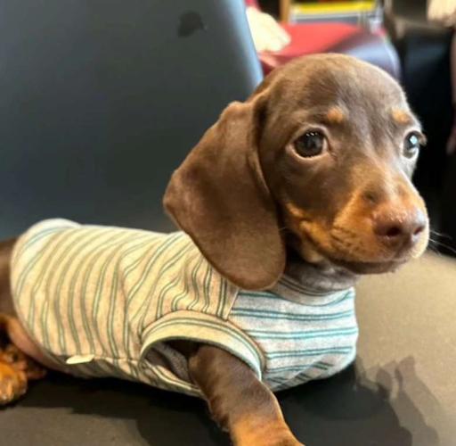 臘腸犬