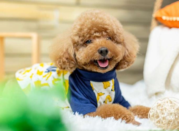 泰迪犬容易骨折怎麼辦