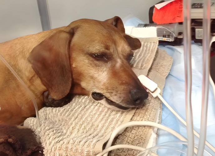狗吃老鼠藥多久會死 狗吃老鼠藥多久會死