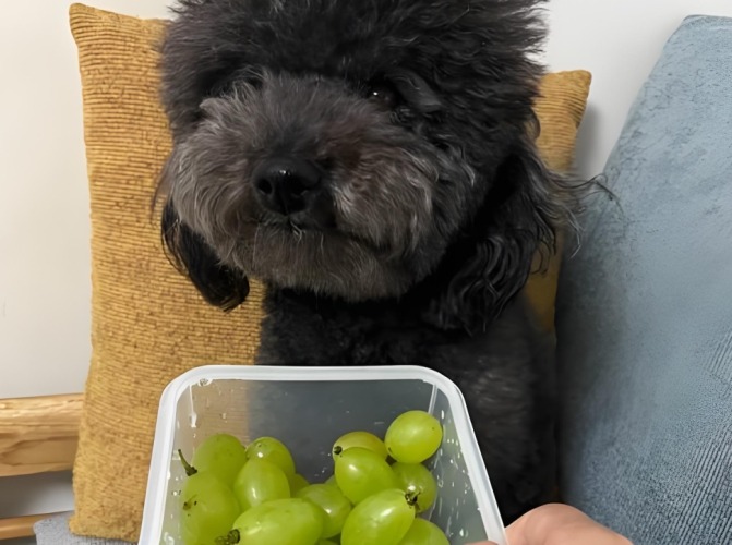 狗可以吃葡萄嗎 狗可以吃葡萄嗎