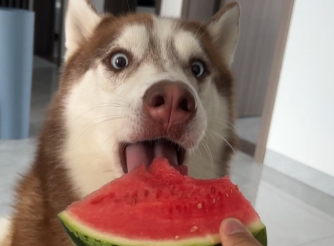 狗可以吃西瓜嗎