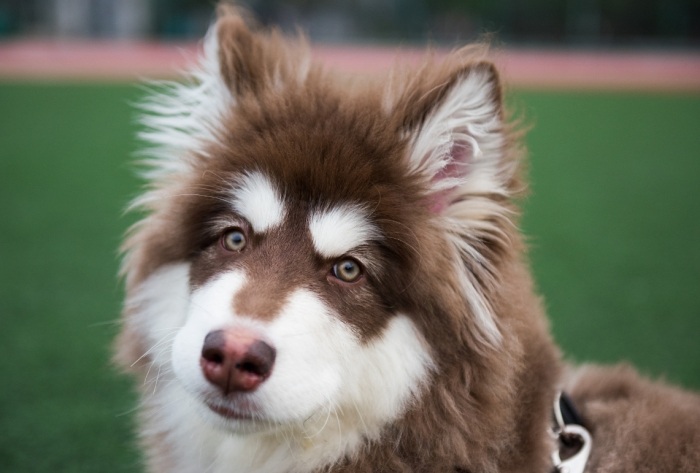 大型犬品種推薦 大型犬品種推薦