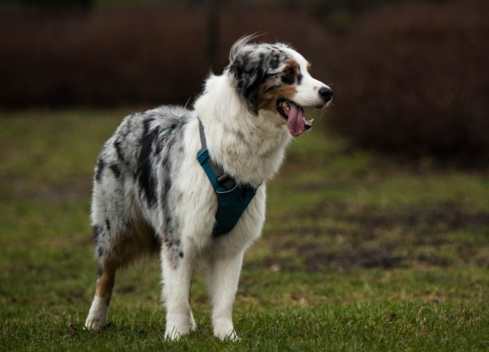 牧羊 犬 種類