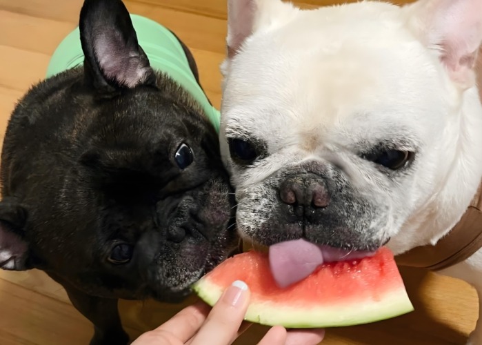 狗 可以 吃 西瓜 嗎