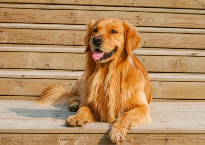 大型犬品種介紹 大型犬品種介紹