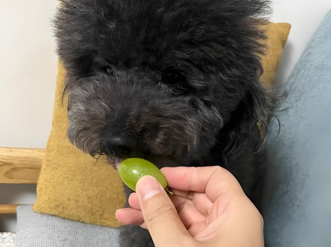 狗吃葡萄治療 狗吃葡萄治療