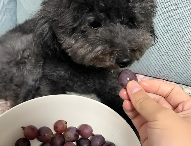 狗吃葡萄預防措施