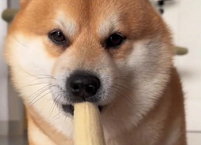 狗可以吃香蕉的原因
