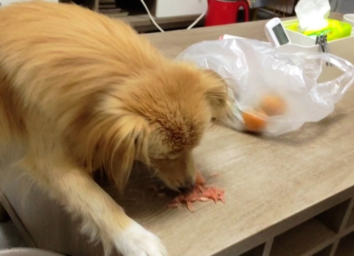 狗可以吃柚子的原因