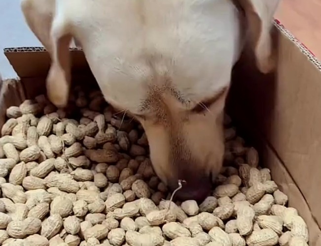 狗可以吃花生嗎