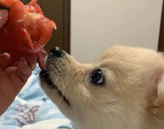 狗吃番茄的安全食用建議