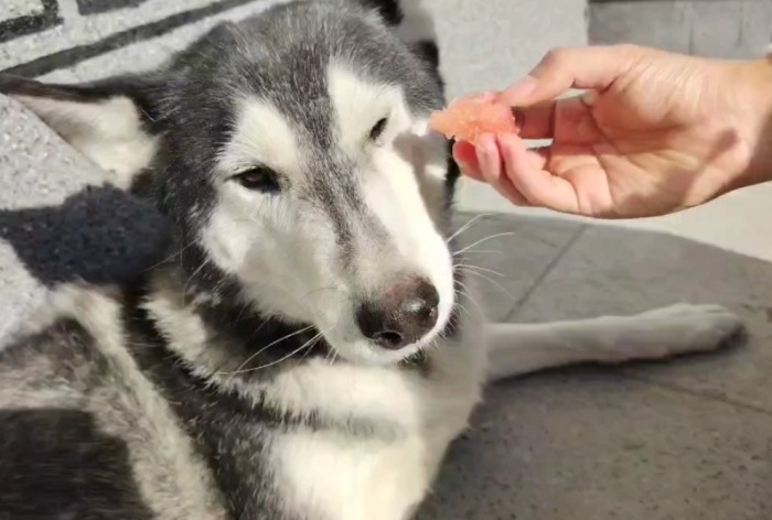 狗吃柚子的好處