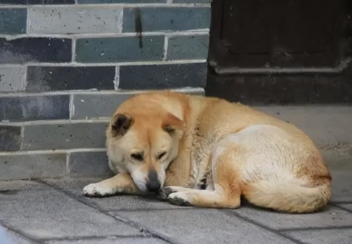 老狗臨終前症狀
