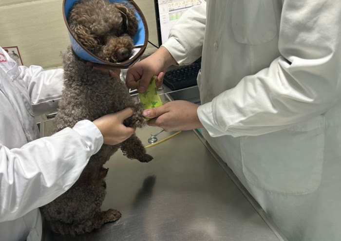 狗吃老鼠藥症狀 狗吃老鼠藥症狀