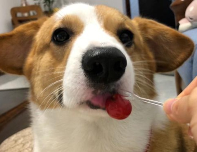 狗吃番茄的風險