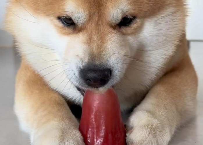 狗可以吃蓮霧嗎