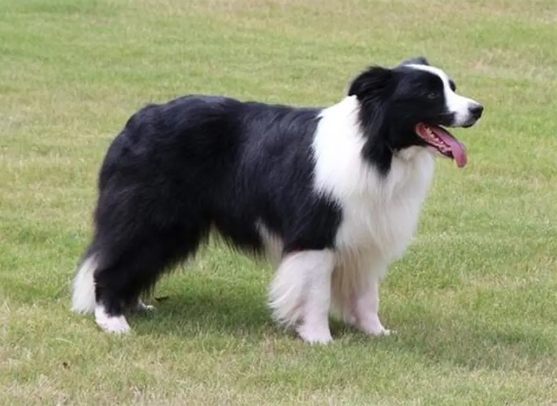 牧羊犬怎麼訓練