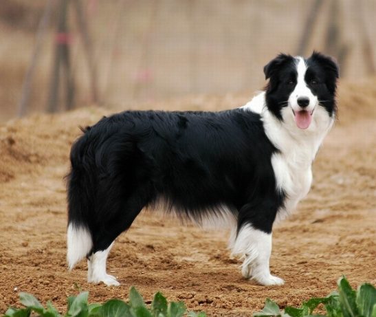 牧羊犬種類
