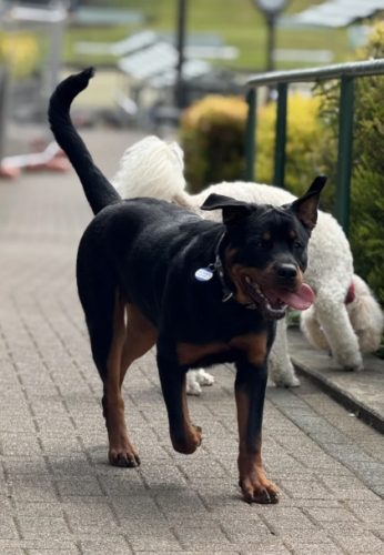 羅威納犬注意事項