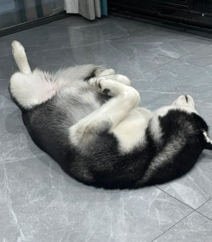 哈士奇形態特徵