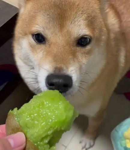 狗吃奇異果的潛在風險 狗吃奇異果的潛在風險