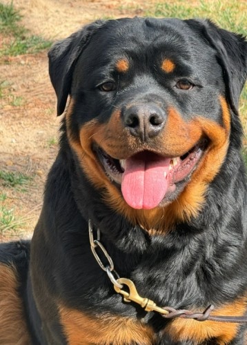 羅威納犬特徵