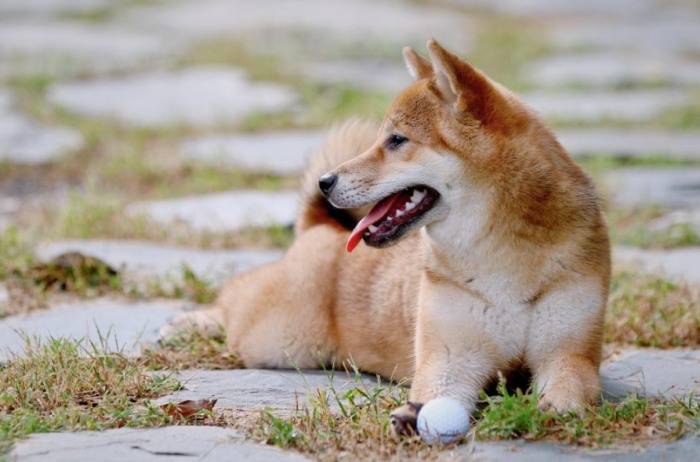 柴犬價格