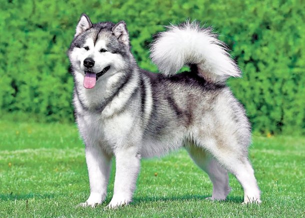 大型犬推薦