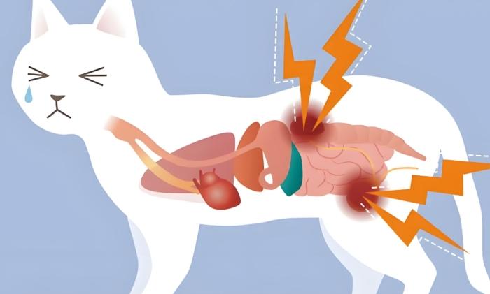 狗狗腎衰竭的階段與存活時間 狗狗腎衰竭的階段與存活時間