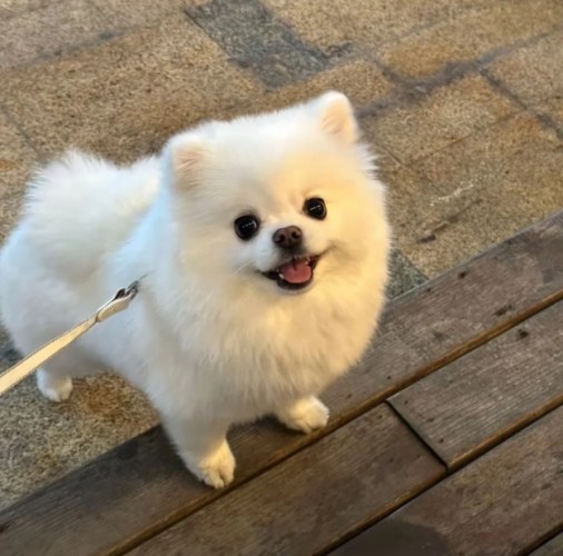 博美狗常見品種