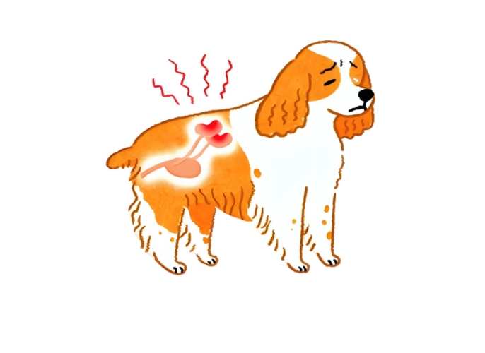 狗 狗 腎 衰竭 可以 活 多久 狗 狗 腎 衰竭 可以 活 多久
