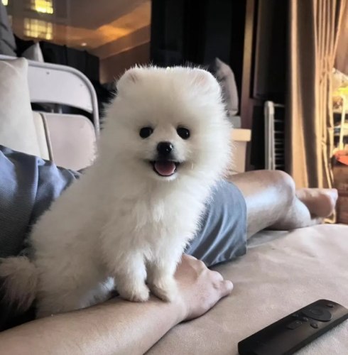 博美狗注意事項