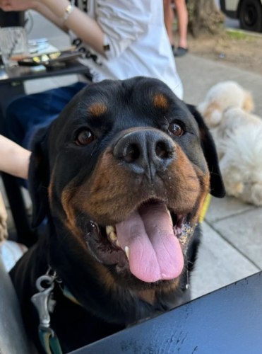 羅威納犬飼養指南