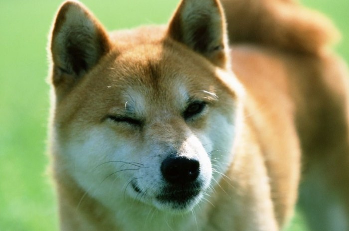 柴犬種類