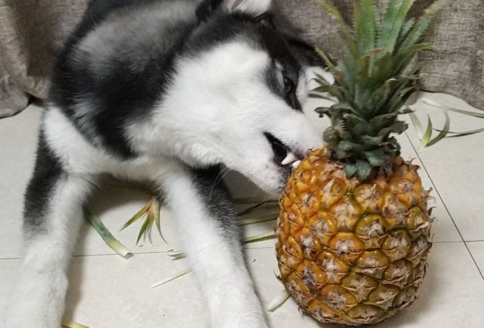 狗吃鳳梨的好處 狗吃鳳梨的好處