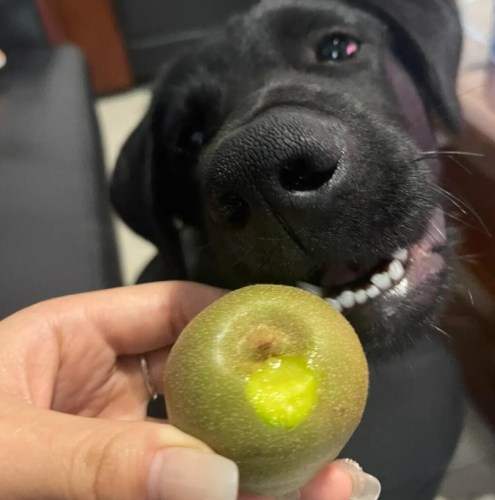 狗 狗 可以 吃 奇異 果 嗎