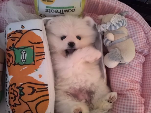 博美狗飼養方法
