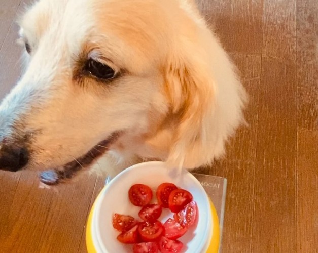 狗不能吃什麼蔬菜