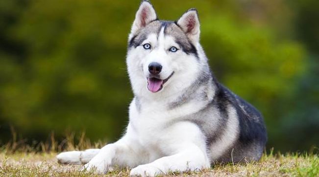 中型犬推薦