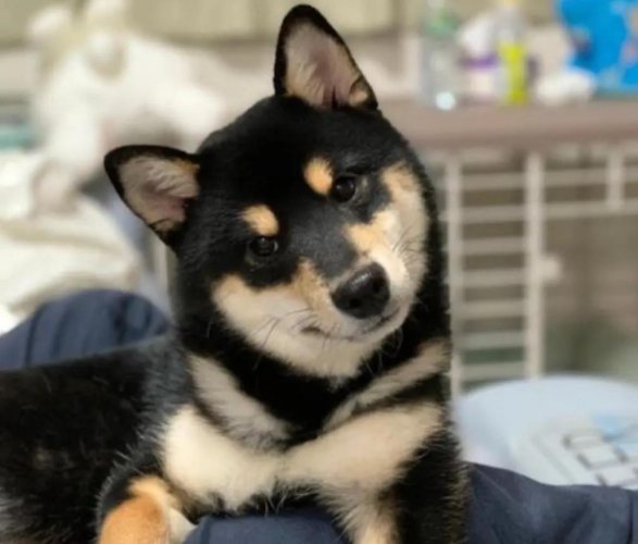 柴犬壽命
