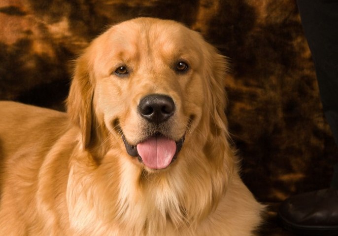 大型犬品種