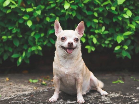 小型犬推薦