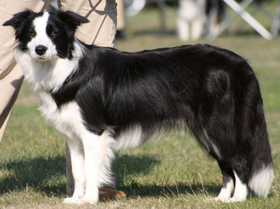 牧羊犬種類