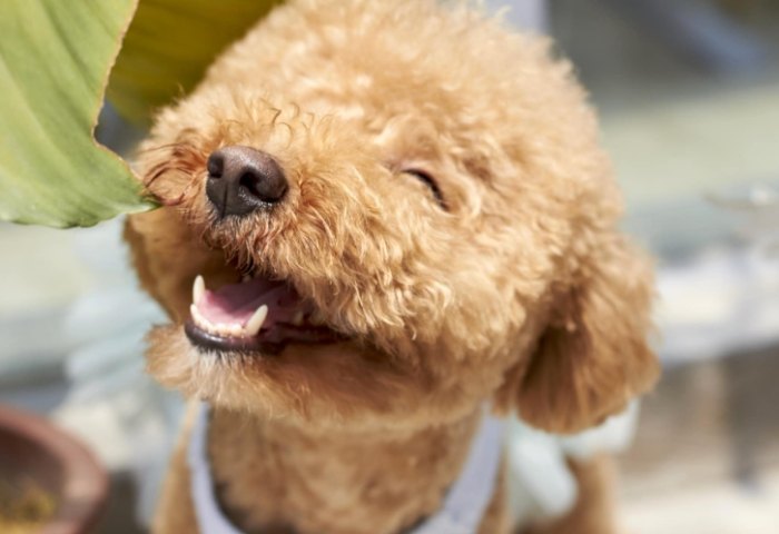 貴賓狗飼養方法 貴賓狗飼養方法